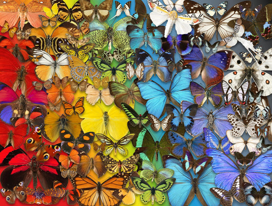 Natural History Museum - Butterflies & Moths 1000 Piece Jigsaw Puzzle
