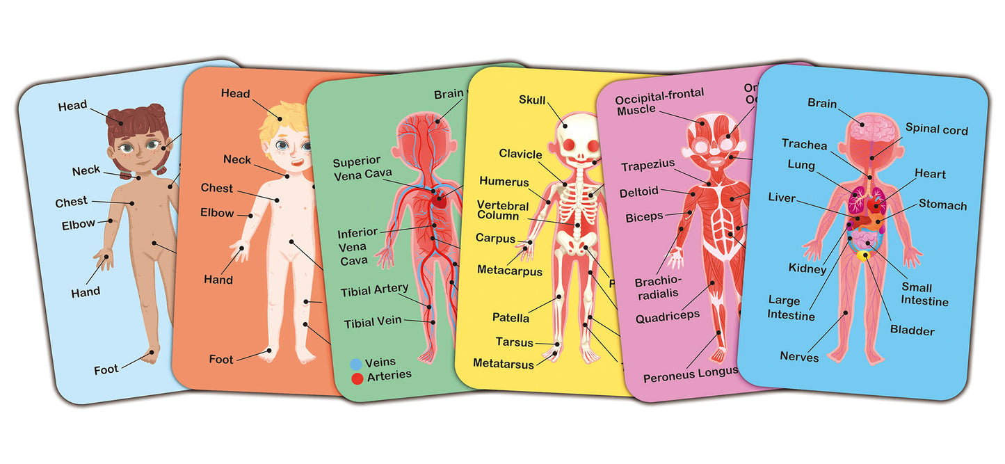 Human Body Magnetic 68 Piece Jigsaw Puzzle