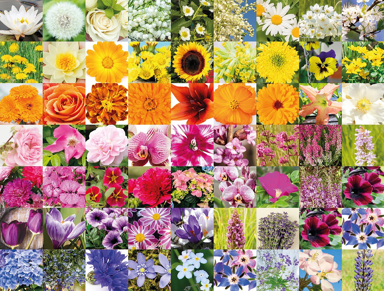 Puzzle 1000 pièces Arc-en-ciel de fleurs (abonnement d'avril)