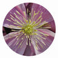 Clematis Circular Impuzzible 400 Piece Jigsaw Puzzle